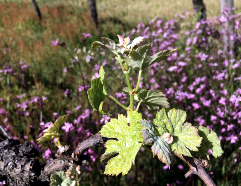 Vins de Bordeaux bio